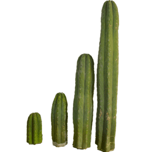huachuma cactus for sale